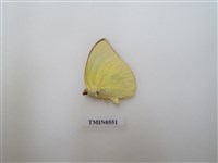 藏品(遷粉蝶)的圖片